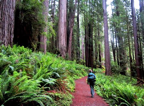 Redwood hikes. Things To Know About Redwood hikes. 